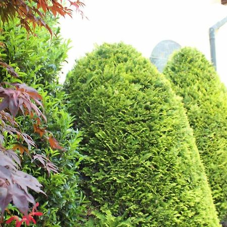 Wanderhotel Garni Cresta 施伦斯 外观 照片
